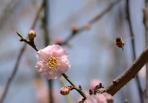 宮粉梅