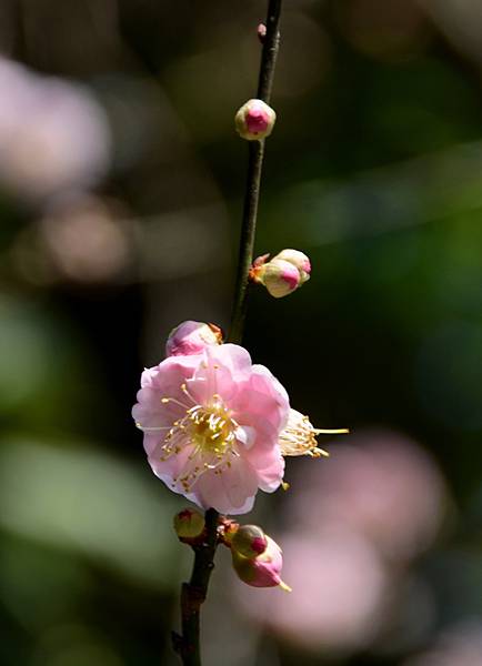 宮粉梅