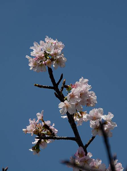 修繕寺寒櫻