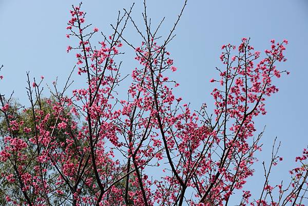 山櫻花