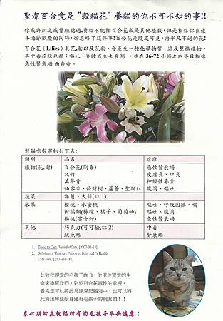 高雅的 百合花 竟是 貓咪 的剋星 Lsdiy預防保健自己來 痞客邦 高雅的 百合花 竟是 貓咪 的剋星 Lsdiy預防保健自己來 痞客邦