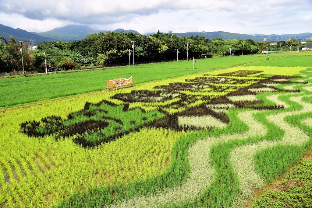 DSC_6834.JPG - 2022關渡彩繪稻田