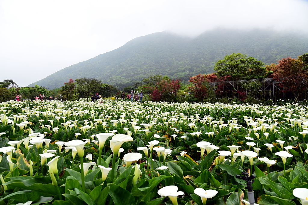 DSC_9869.JPG - 苗榜花園餐廳