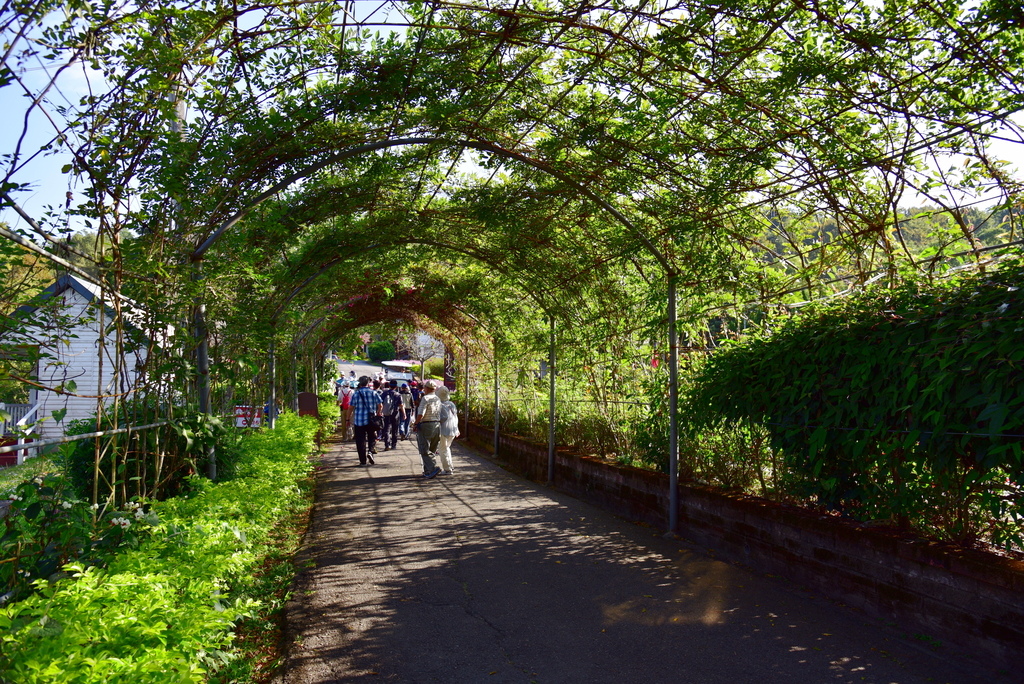 【台中市東勢區】中部最美的森林生態花園-東勢林場遊樂區 (東 DSC_0500.JPG - 東勢林場遊樂區