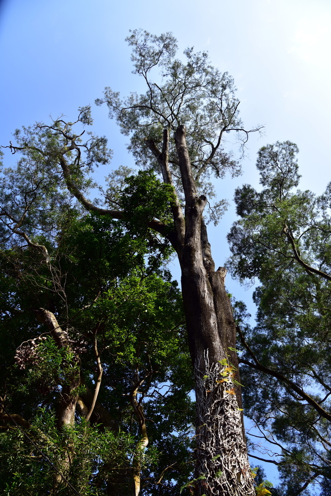 【台中市東勢區】中部最美的森林生態花園-東勢林場遊樂區 (東 DSC_0519.JPG - 東勢林場遊樂區