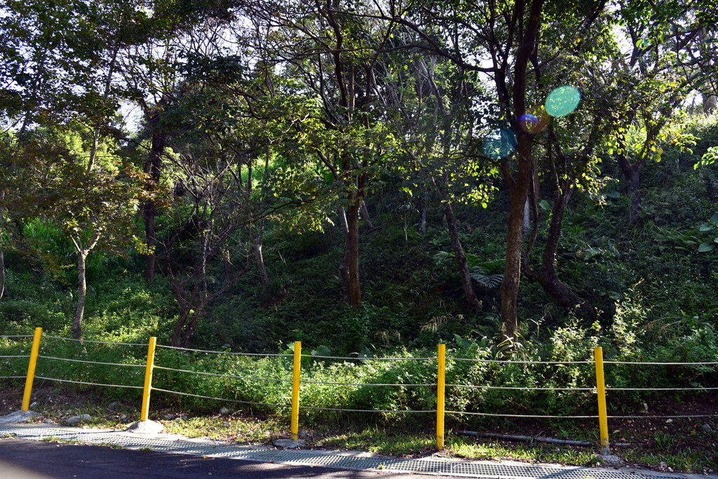 【台中市東勢區】中部最美的森林生態花園-東勢林場遊樂區 (東 DSC_0538.JPG - 東勢林場遊樂區