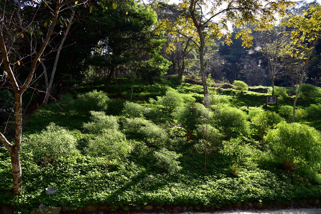 【台中市東勢區】中部最美的森林生態花園-東勢林場遊樂區 (東 DSC_0542.JPG - 東勢林場遊樂區