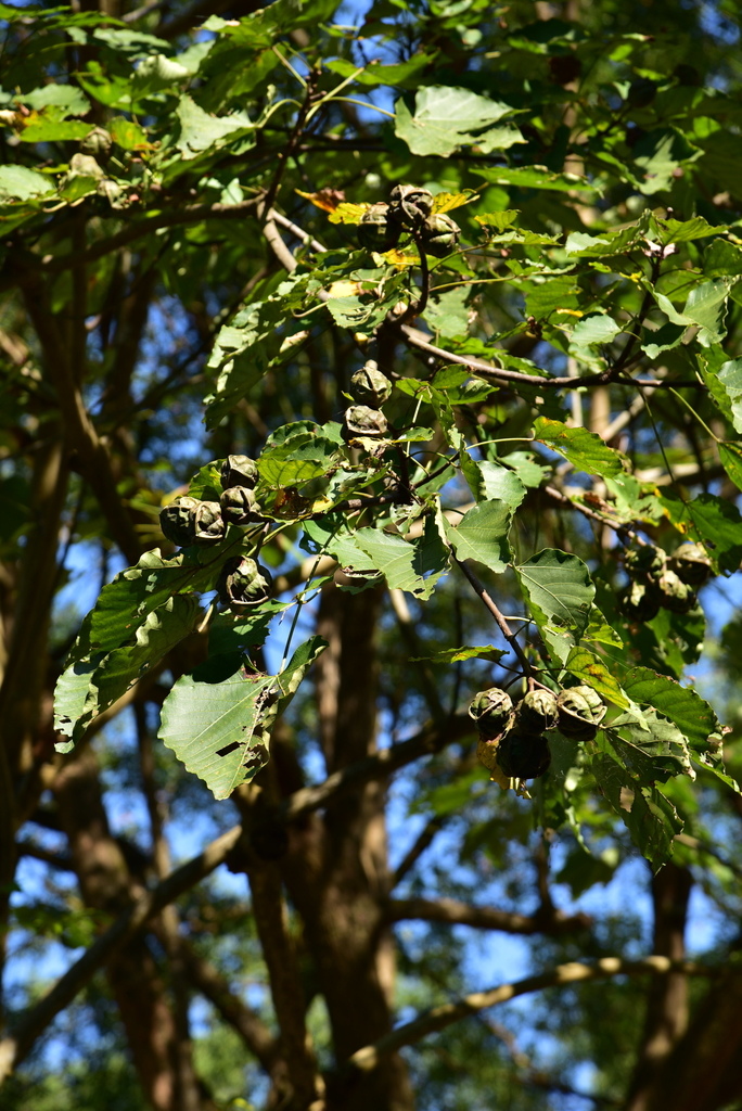 【台中市東勢區】中部最美的森林生態花園-東勢林場遊樂區 (東 DSC_0546.JPG - 東勢林場遊樂區