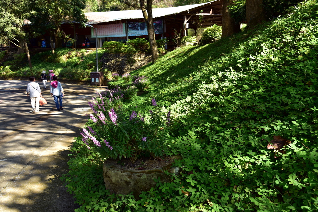 【台中市東勢區】中部最美的森林生態花園-東勢林場遊樂區 (東 DSC_0565.JPG - 東勢林場遊樂區