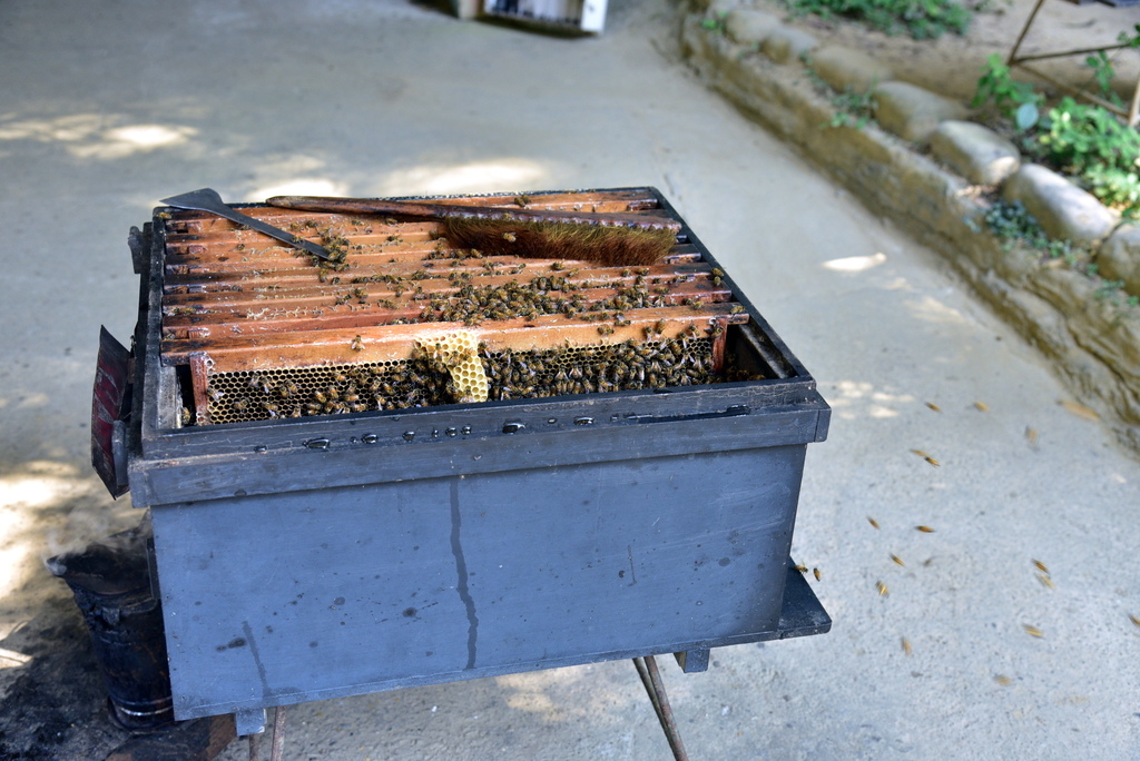 【台中市東勢區】中部最美的森林生態花園-東勢林場遊樂區 (東 DSC_0579.JPG - 東勢林場遊樂區