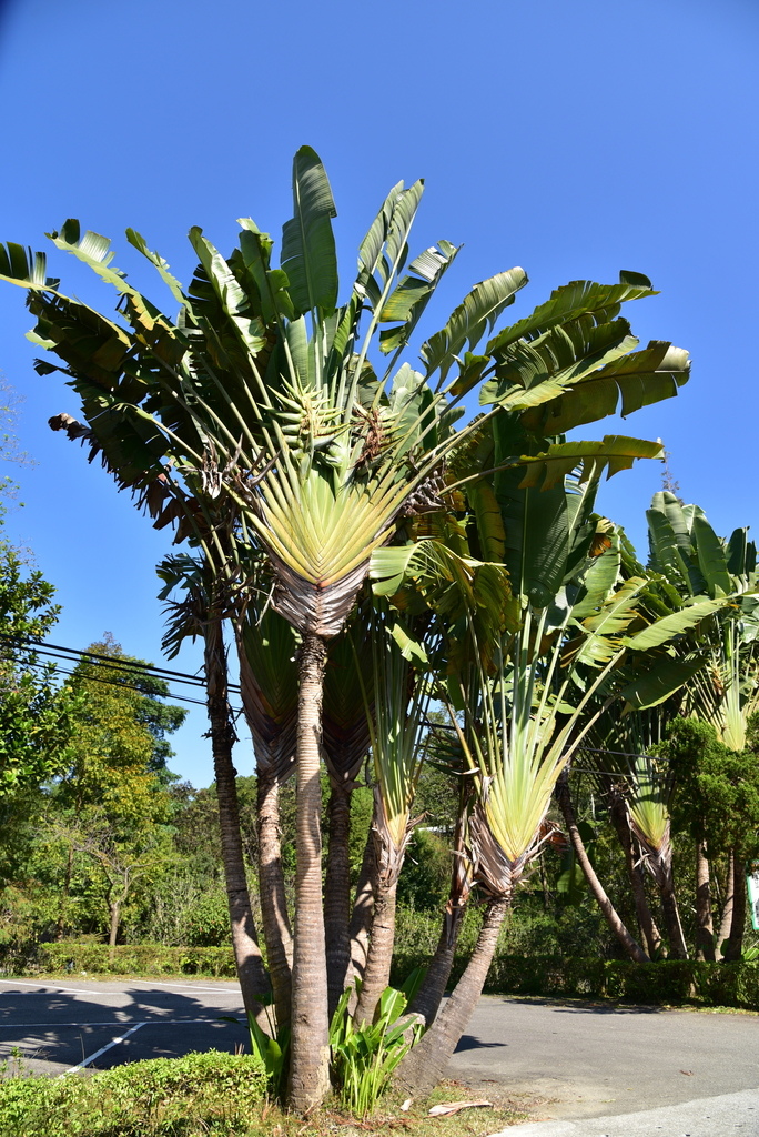 【台中市東勢區】中部最美的森林生態花園-東勢林場遊樂區 (東 DSC_0583.JPG - 東勢林場遊樂區