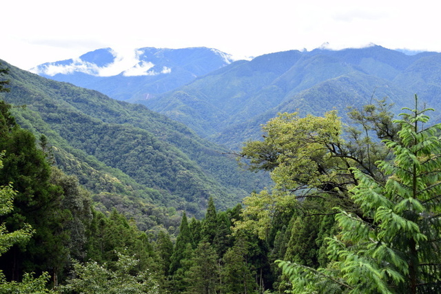 【新竹五峰,苗栗泰安】觀霧國家森林遊樂區-大鹿林道西線,榛山 大鹿林道西線 (16).JPG - 觀霧國家森林遊樂區-大鹿林道西線,榛山森林浴步道