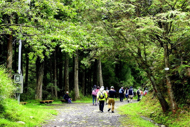 【新竹五峰,苗栗泰安】觀霧國家森林遊樂區-大鹿林道西線,榛山 大鹿林道西線 (23).JPG - 觀霧國家森林遊樂區-大鹿林道西線,榛山森林浴步道