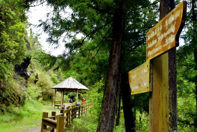 【新竹五峰,苗栗泰安】觀霧國家森林遊樂區-大鹿林道西線,榛山 榛山森林浴步道 (10).JPG - 觀霧國家森林遊樂區-大鹿林道西線,榛山森林浴步道