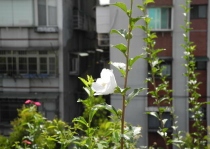 【台北市】基隆河右岸自行車道-百齡河濱公園 【台北市】基隆河右岸自行車道-百齡河濱公園