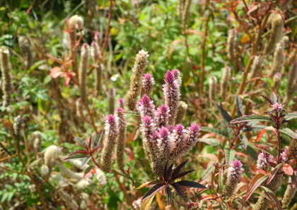 【台北市】基隆河右岸自行車道-百齡河濱公園 【台北市】基隆河右岸自行車道-百齡河濱公園