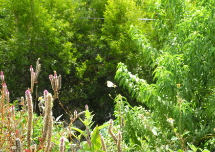 【台北市】基隆河右岸自行車道-百齡河濱公園