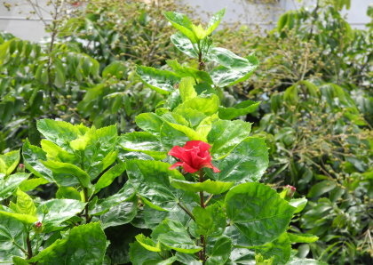 【台北市】基隆河右岸自行車道-百齡河濱公園 【台北市】基隆河右岸自行車道-百齡河濱公園