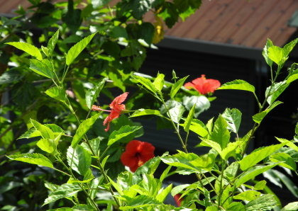 【台北市】基隆河右岸自行車道-百齡河濱公園 【台北市】基隆河右岸自行車道-百齡河濱公園