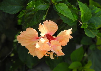 【台北市】基隆河右岸自行車道-百齡河濱公園 【台北市】基隆河右岸自行車道-百齡河濱公園