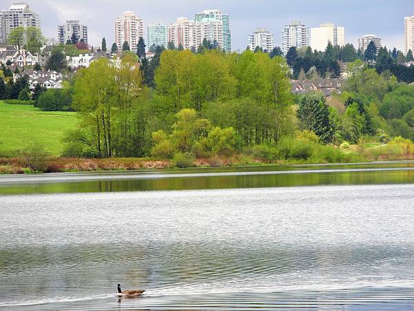 溫哥華住家附近公園_1000420_0510 1097.jpg