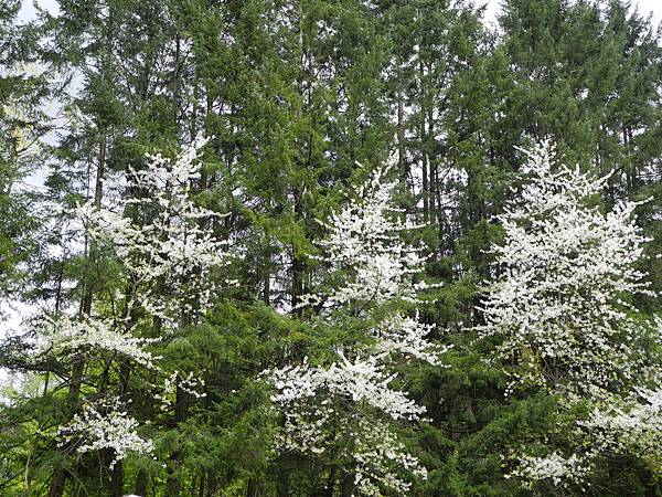 溫哥華住家附近公園_1000420_0510 1101.jpg