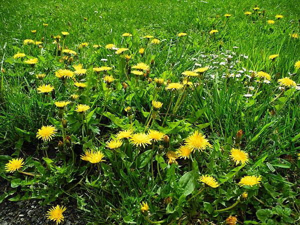 溫哥華住家附近公園_1000420_0510 1105.jpg 溫哥華住家附近公園_1000420_0510 1105.jpg