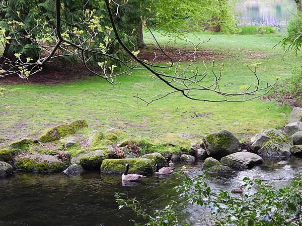 溫哥華住家附近公園_1000420_0510 1109.jpg 溫哥華住家附近公園_1000420_0510 1109.jpg
