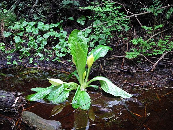 溫哥華住家附近公園_1000420_0510 1111.jpg