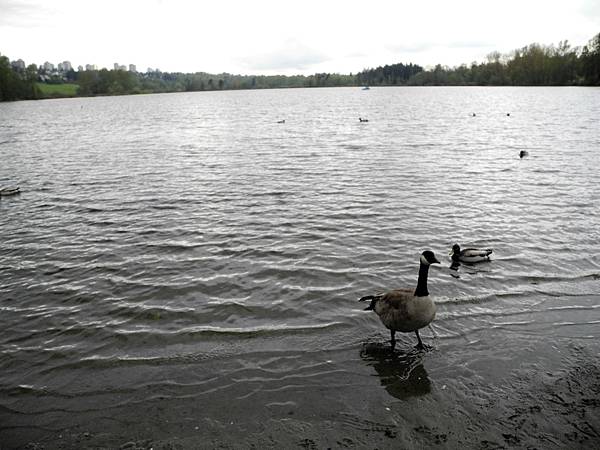 溫哥華住家附近公園_1000420_0510 1113.jpg