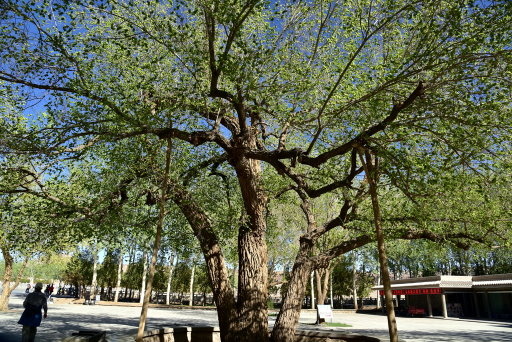 【中國甘肅省】絲路,華山12天之旅Day8:世界文化遺產-敦
