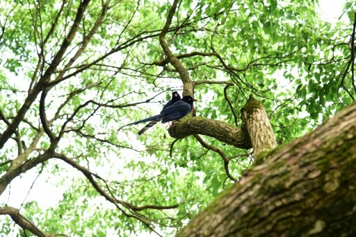 【台北市內湖區】碧山巖,白石湖吊橋,白石湖同心池,碧山露營場 【台北市內湖區】碧山巖,白石湖吊橋,白石湖同心池,碧山露營場