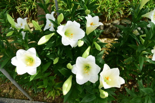 【台北市內湖區】碧山巖,白石湖吊橋,白石湖同心池,碧山露營場 【台北市內湖區】碧山巖,白石湖吊橋,白石湖同心池,碧山露營場