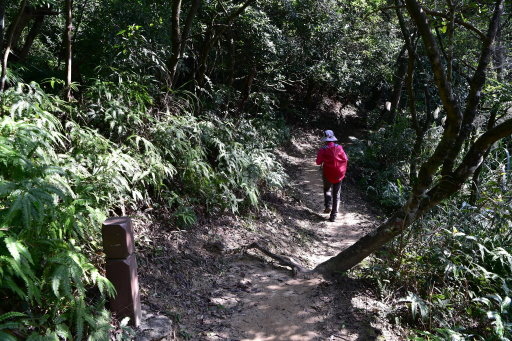 大崙尾山,金面山(剪刀石山),新坡尾山,碧湖山登山行