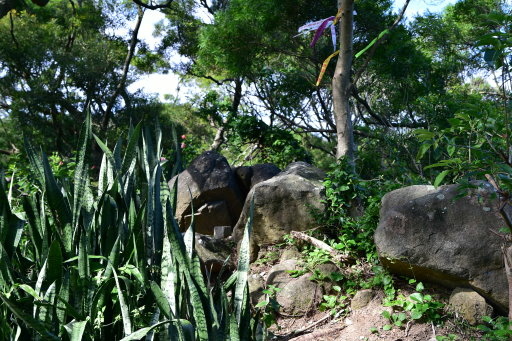 大崙尾山,金面山(剪刀石山),新坡尾山,碧湖山登山行