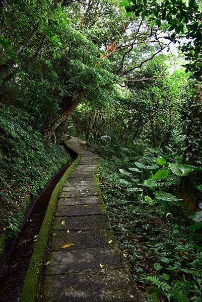 青山瀑布步道 (6).JPG