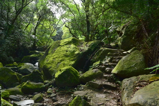 青山瀑布步道 (13).JPG