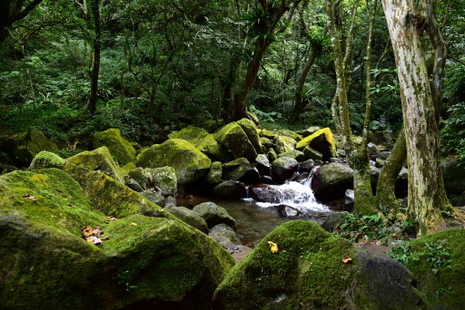 青山瀑布步道 (20).JPG