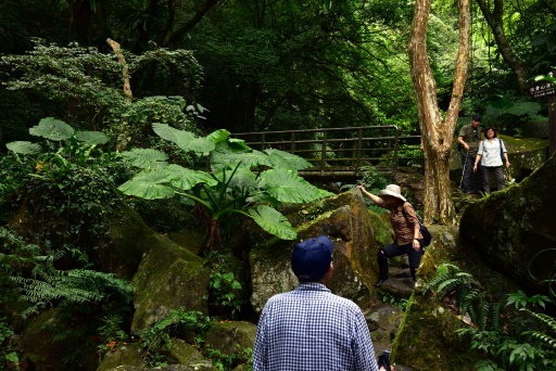 青山瀑布步道 (23).JPG