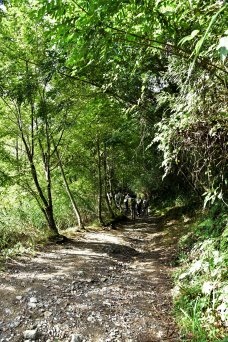 【新竹縣尖石鄉】鎮西堡巨木群步道B區(鎮西堡及雪見遊憩區3日 【新竹縣尖石鄉】鎮西堡巨木群步道B區(鎮西堡及雪見遊憩區3日