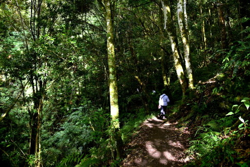 【新竹縣尖石鄉】鎮西堡巨木群步道B區(鎮西堡及雪見遊憩區3日 【新竹縣尖石鄉】鎮西堡巨木群步道B區(鎮西堡及雪見遊憩區3日