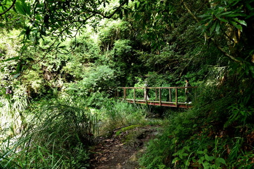 【新竹縣尖石鄉】鎮西堡巨木群步道B區(鎮西堡及雪見遊憩區3日 【新竹縣尖石鄉】鎮西堡巨木群步道B區(鎮西堡及雪見遊憩區3日