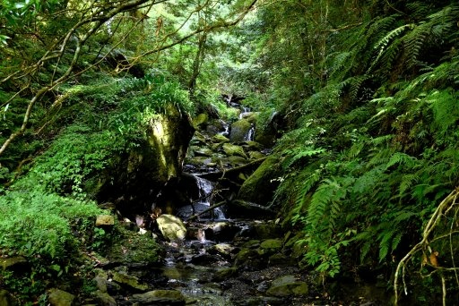 【新竹縣尖石鄉】鎮西堡巨木群步道B區(鎮西堡及雪見遊憩區3日 【新竹縣尖石鄉】鎮西堡巨木群步道B區(鎮西堡及雪見遊憩區3日