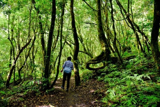 【新竹縣尖石鄉】鎮西堡巨木群步道B區(鎮西堡及雪見遊憩區3日 【新竹縣尖石鄉】鎮西堡巨木群步道B區(鎮西堡及雪見遊憩區3日