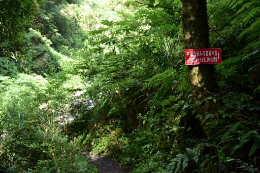 【新竹縣尖石鄉】鎮西堡巨木群步道B區(鎮西堡及雪見遊憩區3日 【新竹縣尖石鄉】鎮西堡巨木群步道B區(鎮西堡及雪見遊憩區3日