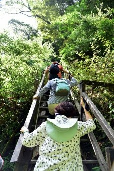 【新竹縣尖石鄉】鎮西堡巨木群步道B區(鎮西堡及雪見遊憩區3日 【新竹縣尖石鄉】鎮西堡巨木群步道B區(鎮西堡及雪見遊憩區3日