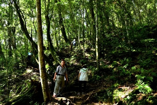 【新竹縣尖石鄉】鎮西堡巨木群步道B區(鎮西堡及雪見遊憩區3日 【新竹縣尖石鄉】鎮西堡巨木群步道B區(鎮西堡及雪見遊憩區3日