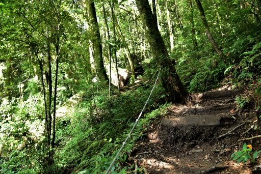 【新竹縣尖石鄉】鎮西堡巨木群步道B區(鎮西堡及雪見遊憩區3日 【新竹縣尖石鄉】鎮西堡巨木群步道B區(鎮西堡及雪見遊憩區3日