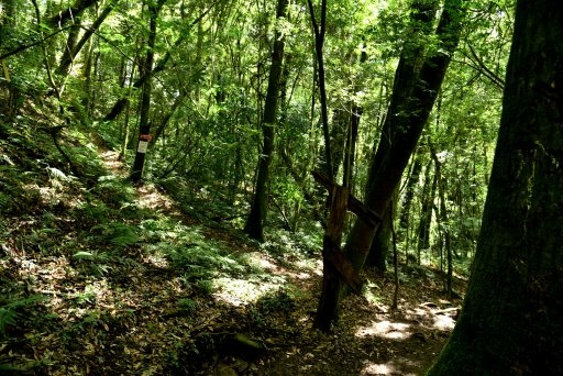 【新竹縣尖石鄉】鎮西堡巨木群步道B區(鎮西堡及雪見遊憩區3日 【新竹縣尖石鄉】鎮西堡巨木群步道B區(鎮西堡及雪見遊憩區3日