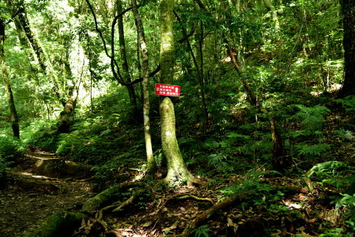 【新竹縣尖石鄉】鎮西堡巨木群步道B區(鎮西堡及雪見遊憩區3日 【新竹縣尖石鄉】鎮西堡巨木群步道B區(鎮西堡及雪見遊憩區3日